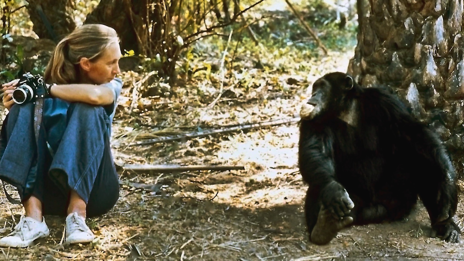 A Conversation With Dr. Jane Goodall: The World Is A Different Place